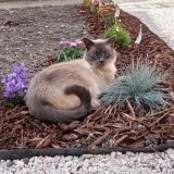 Photo de chat perdu à Escaudain