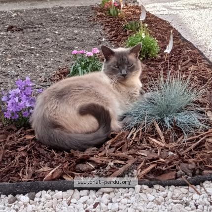 Photo 1/1 Chat retrouvé Perdu à Escaudain