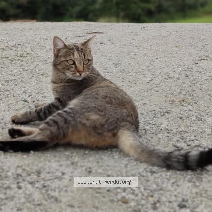 Photo de chat perdu à Meslan