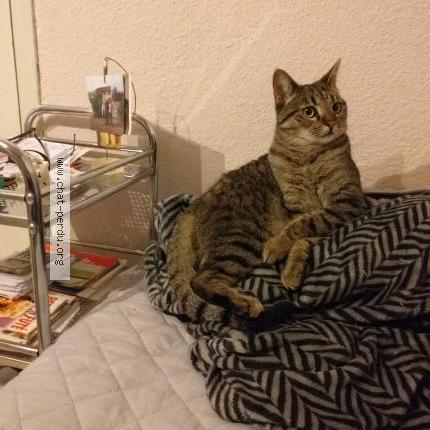 Photo de chat perdu à Arzens