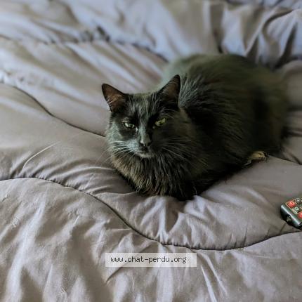 Photo de chat trouvé à Draguignan