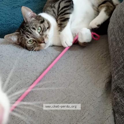Photo de chat perdu à Roanne