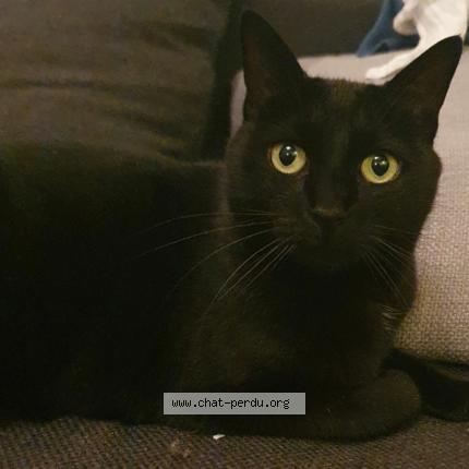 Photo 1/1 Chat retrouvé Perdu à Orleans