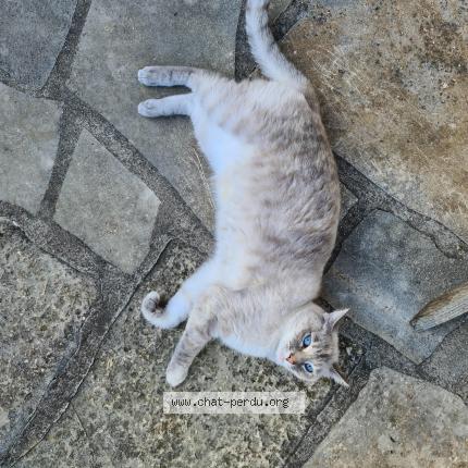 Photo de chat perdu à Bu