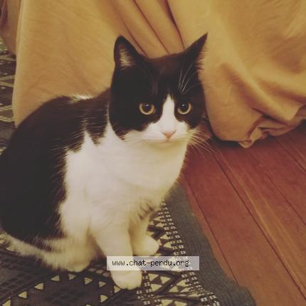 Photo de chat perdu à Sannois