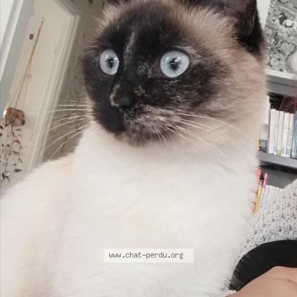 Photo de chat perdu à Dombasle Sur Meurthe