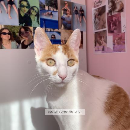 Photo de chat perdu à Saint Leger Sous Cholet