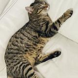 Photo de chat perdu à Aubagne