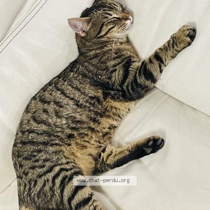 Photo de chat perdu à Aubagne
