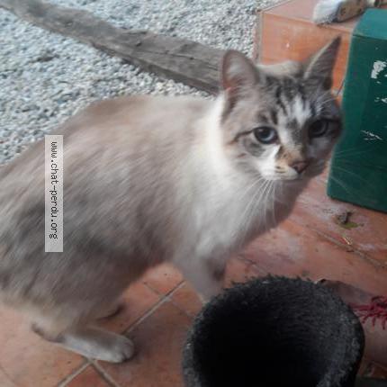 Photo 1/2 Chat retrouvé Trouvé à Loubes Bernac