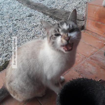 Photo 2/2 Chat retrouvé Trouvé à Loubes Bernac