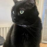 Photo de chat perdu à Nice