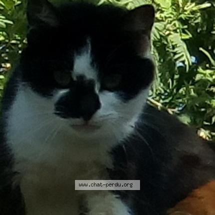 Photo 1/1 Tifelix Chat perdu à Le pellerin
