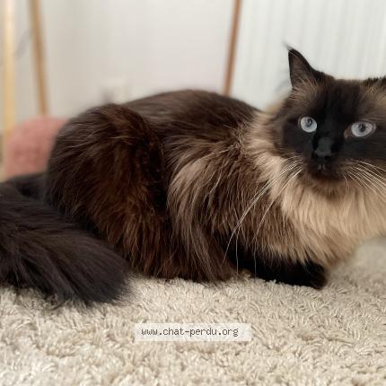 Photo de chat perdu à Rouffach