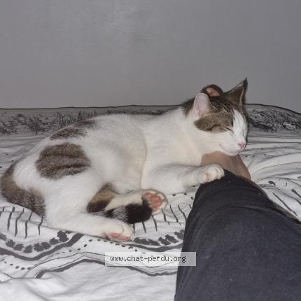 Photo 1/1 Chat retrouvé Perdu à Saint Herblain