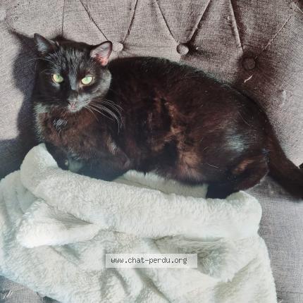 Photo de chat perdu à Paris