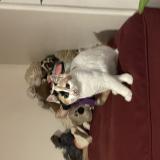 Photo de chat perdu à Saint Leu La Foret