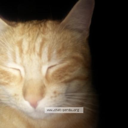 Photo 1/1 Chat retrouvé Perdu à Henrichemont