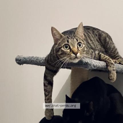 Photo 1/1 Chat retrouvé Perdu à Mareuil Les Meaux