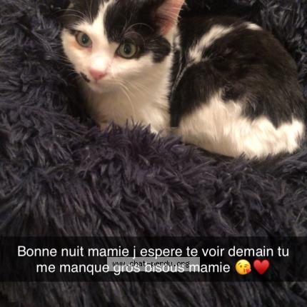 Photo 1/1 Chat retrouvé Perdu à Ambon