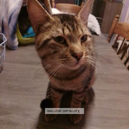 Photo 1/1 Chat retrouvé Trouvé à Tourcoing
