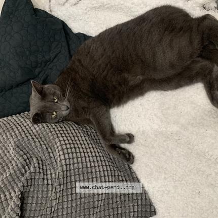 Photo 1/1 Chat retrouvé Perdu à Marseille