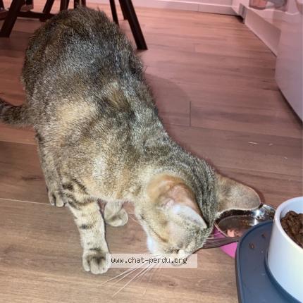 Photo 1/1 Chat retrouvé Trouvé à Epernay