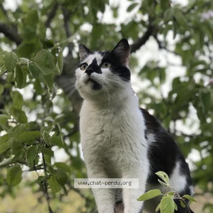 Photo 1/1 Chat retrouvé Perdu à Rodez