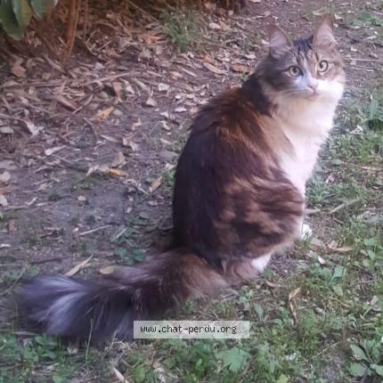 Photo 1/1 Chat retrouvé Perdu à Toulouse