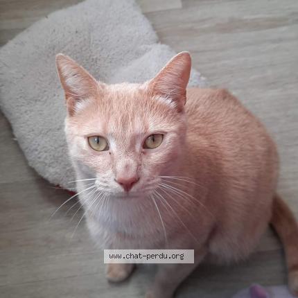 Photo de chat perdu à Saint Ay