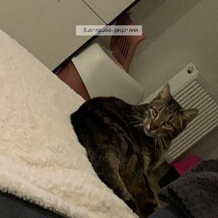 Photo de chat perdu à Deols