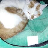 Photo de chat perdu à Viriat