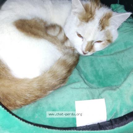 Photo 1/1 Chat retrouvé Perdu à Viriat