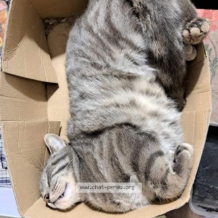 Photo de chat perdu à Courdemanche