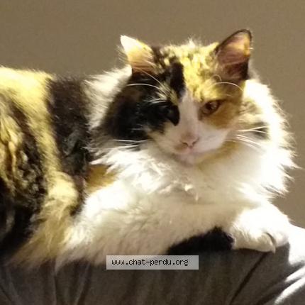 Photo 1/1 FRIMOUSSE Chat perdu à Pessac