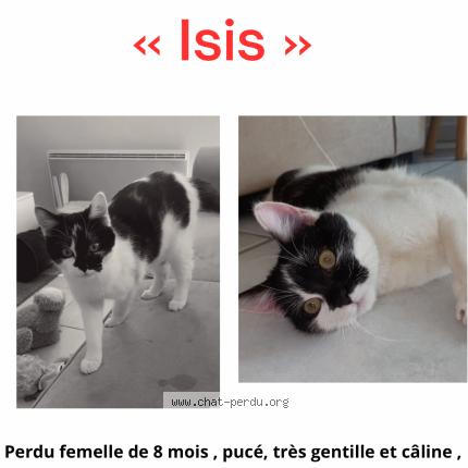 Photo de chat perdu à Gurmencon