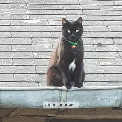 Photo 1/1 Chat retrouvé Perdu à Pont Pean