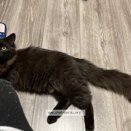 Photo 1/1 Chat retrouvé Perdu à Lunel