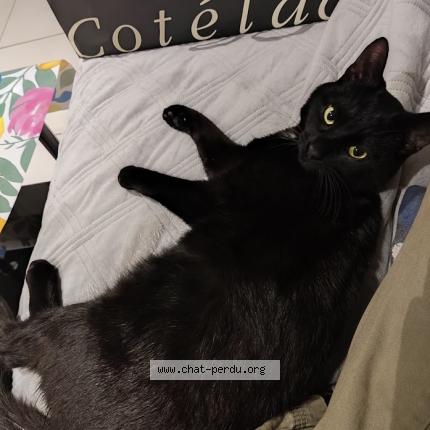 Photo 1/1 Chat retrouvé Perdu à Villeurbanne