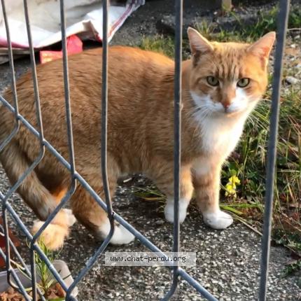 Photo 1/1 Chat retrouvé Perdu à Le plessis robinson
