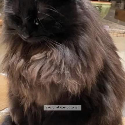 Photo 1/1 Chat retrouvé Perdu à Saint Quentin