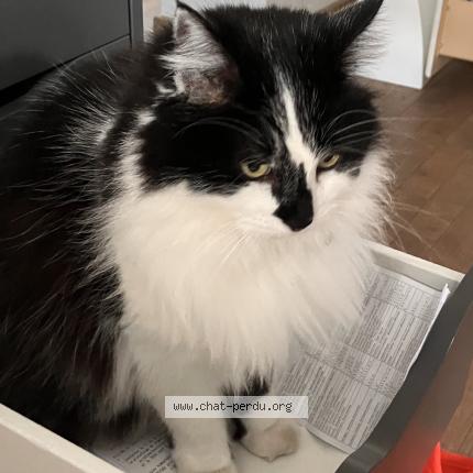 Photo de chat perdu à Teyran