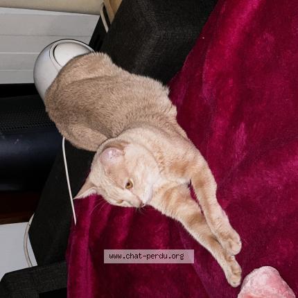 Photo 1/1 Chat retrouvé Perdu à Paris