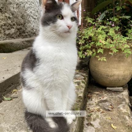 Photo 1/1 Chat retrouvé Perdu à Rochetaillee