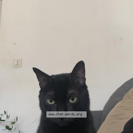 Photo de chat perdu à Saint Denis
