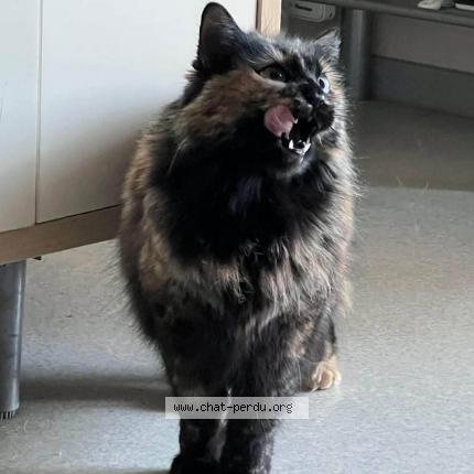 Photo de chat perdu à Saleilles