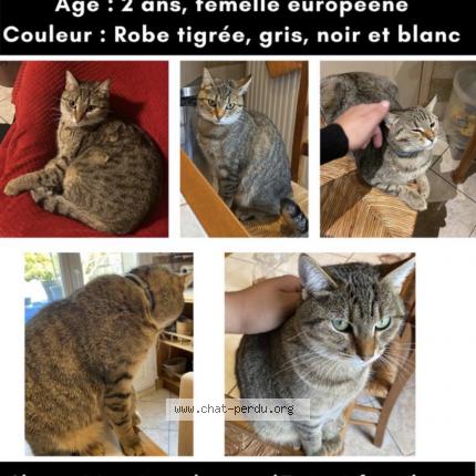 Photo de chat perdu à Argenteuil