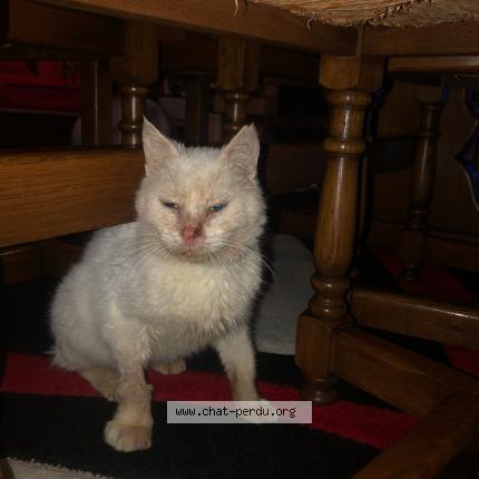 Photo de chat perdu à Itteville