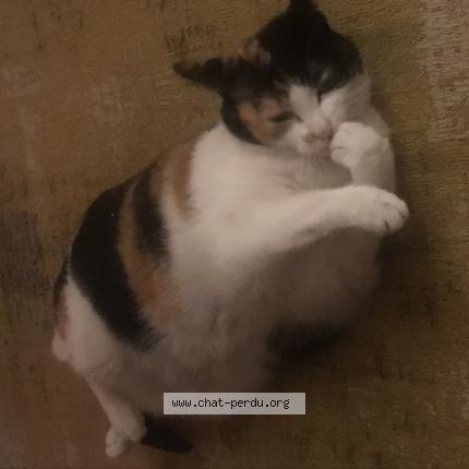 Photo 1/1 Chat retrouvé Perdu à La Riche