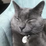 Photo de chat perdu à Versailles